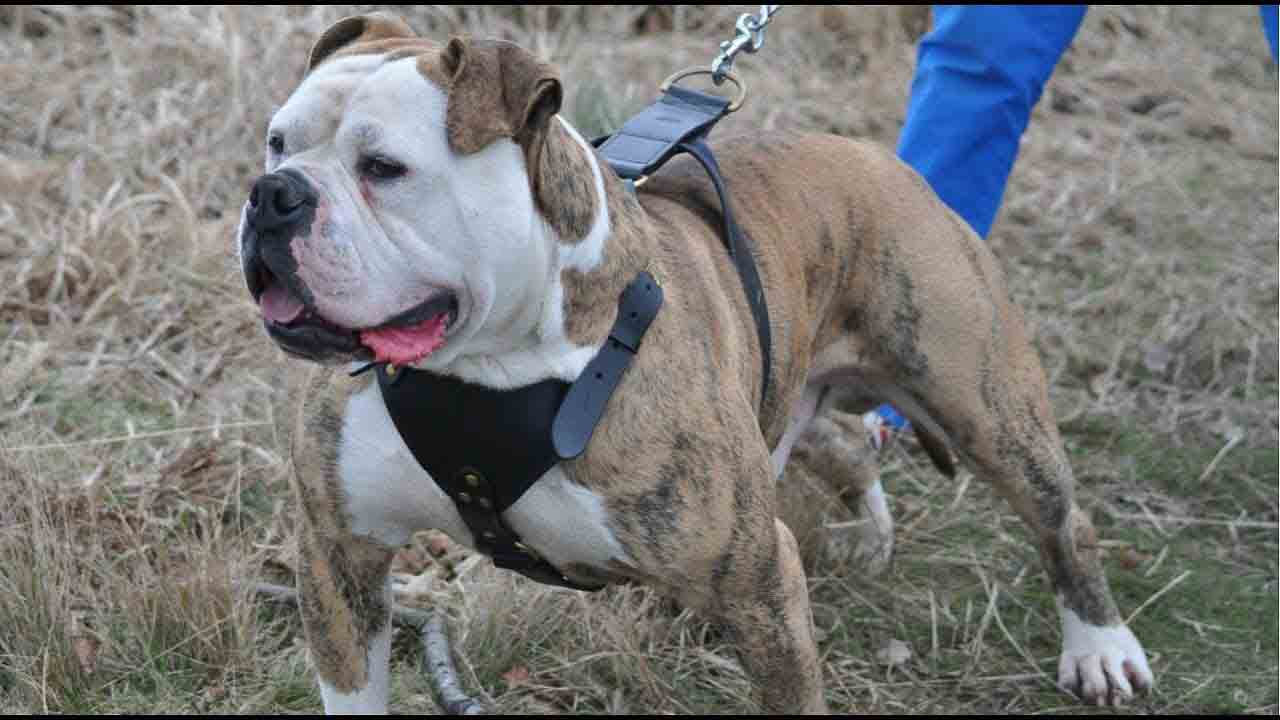 Bulldog breeds is a collective name for various breeds of dog of a particular type, also known as bull breeds.